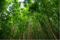 bambus, zdroj: www.pixabay.com, CCO