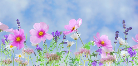 květina, zdroj: www.pixabay.com, CC0 Creative Commons Volné 