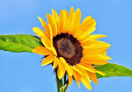 slunečnice, zdroj: www.pixabay.com, CC0 Creative Commons Vol