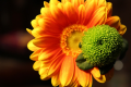 slunečnice, zdroj: www.pixabay.com, CC0 Public Domain 