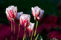 tulipány, zdroj: www.pixabay.com, CC0 Public Domain