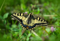 motýl, zdroj: www.pixabay.com, CCO
