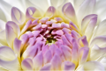 květina, zdroj: www.pixabay.com, CC0 Creative Commons Volné 